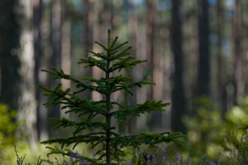 A young evergreen tree growing in a sunlit forest with blurred background.